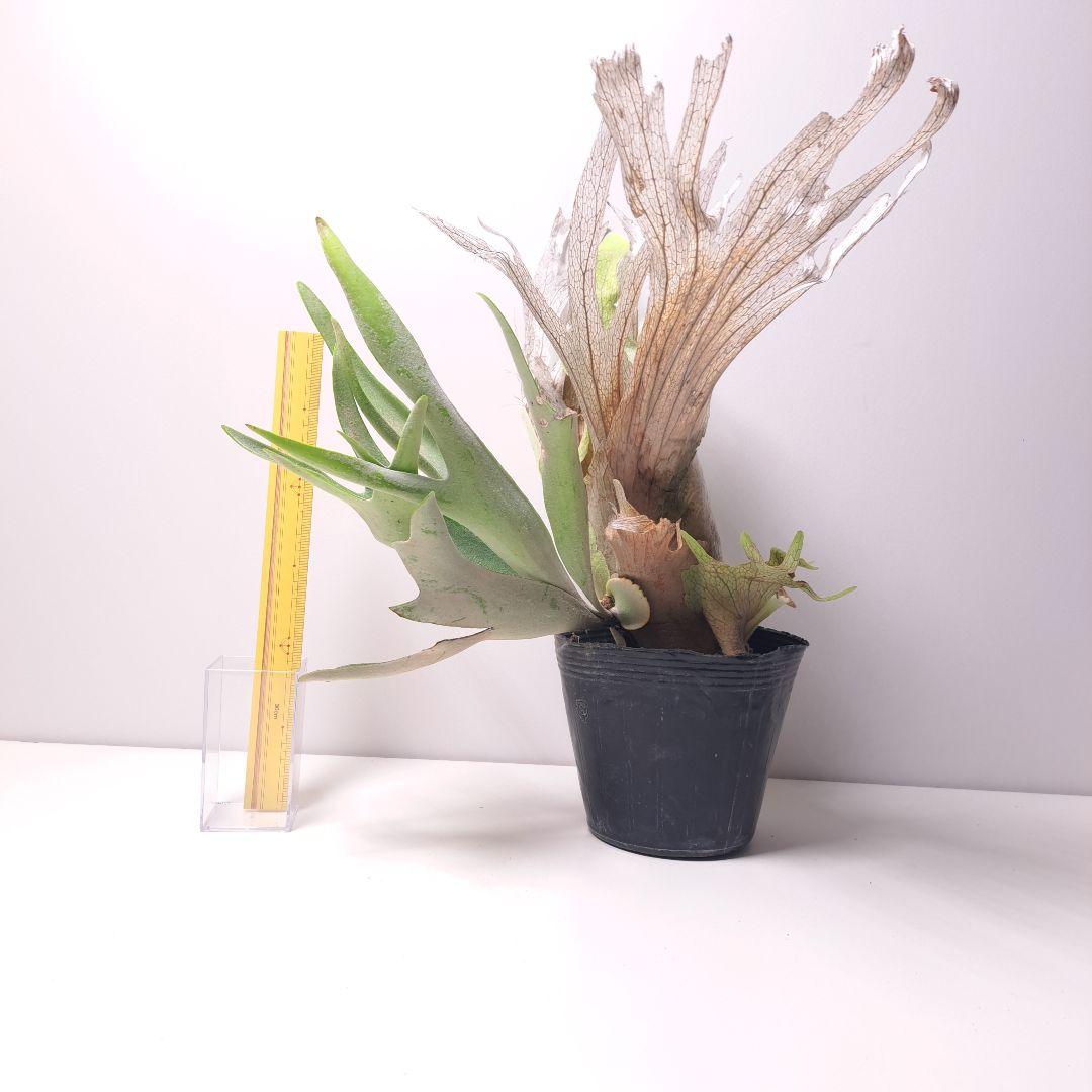 P.veitchii 大株 ビカクシダ 現品 観葉植物