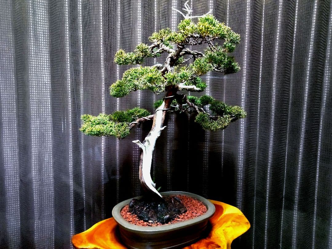 【中品　真柏盆栽】　　　　　⭕お薦め品❗樹高48㎝