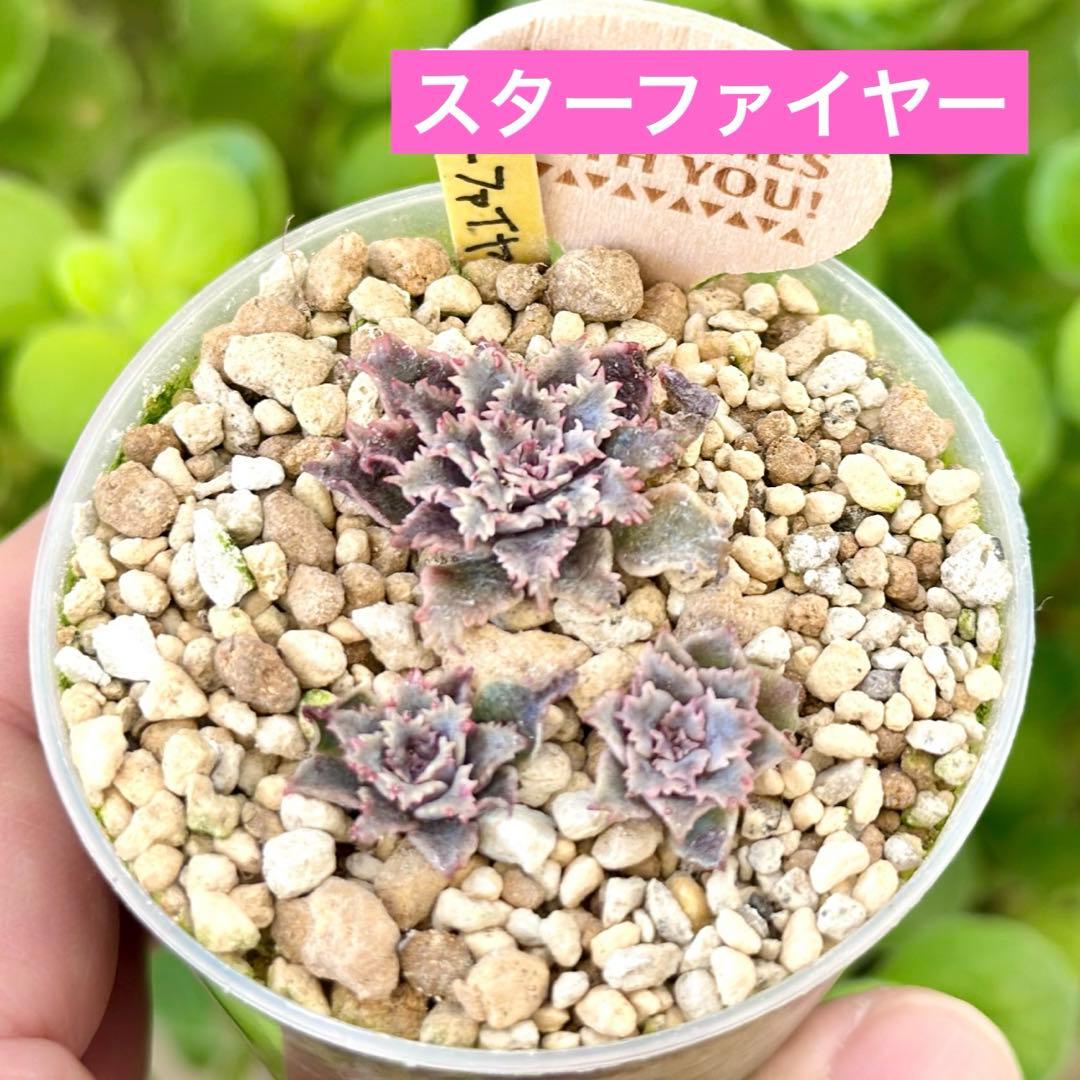 【サービス@1280〜】スターファイヤー（1苗）