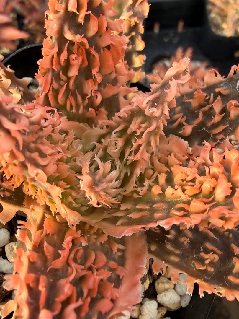 アロエ　ハイブリッド　“Lion Queen”Aloe hybrid 子株第四種