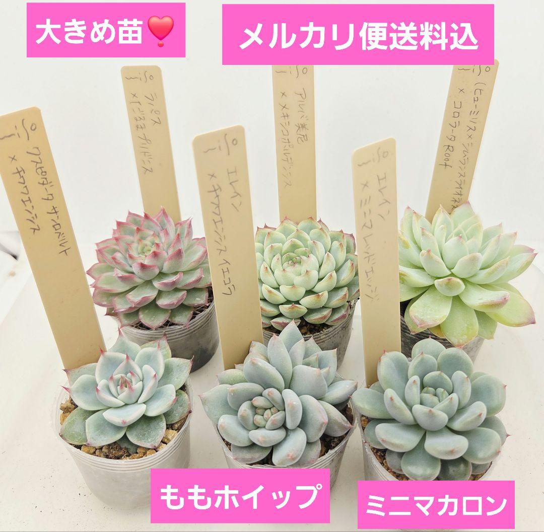 ㊹大きめ ももホイップ❣️ミニマカロン交❣️ルーフ交配❣️発根済6苗メルカリ便込