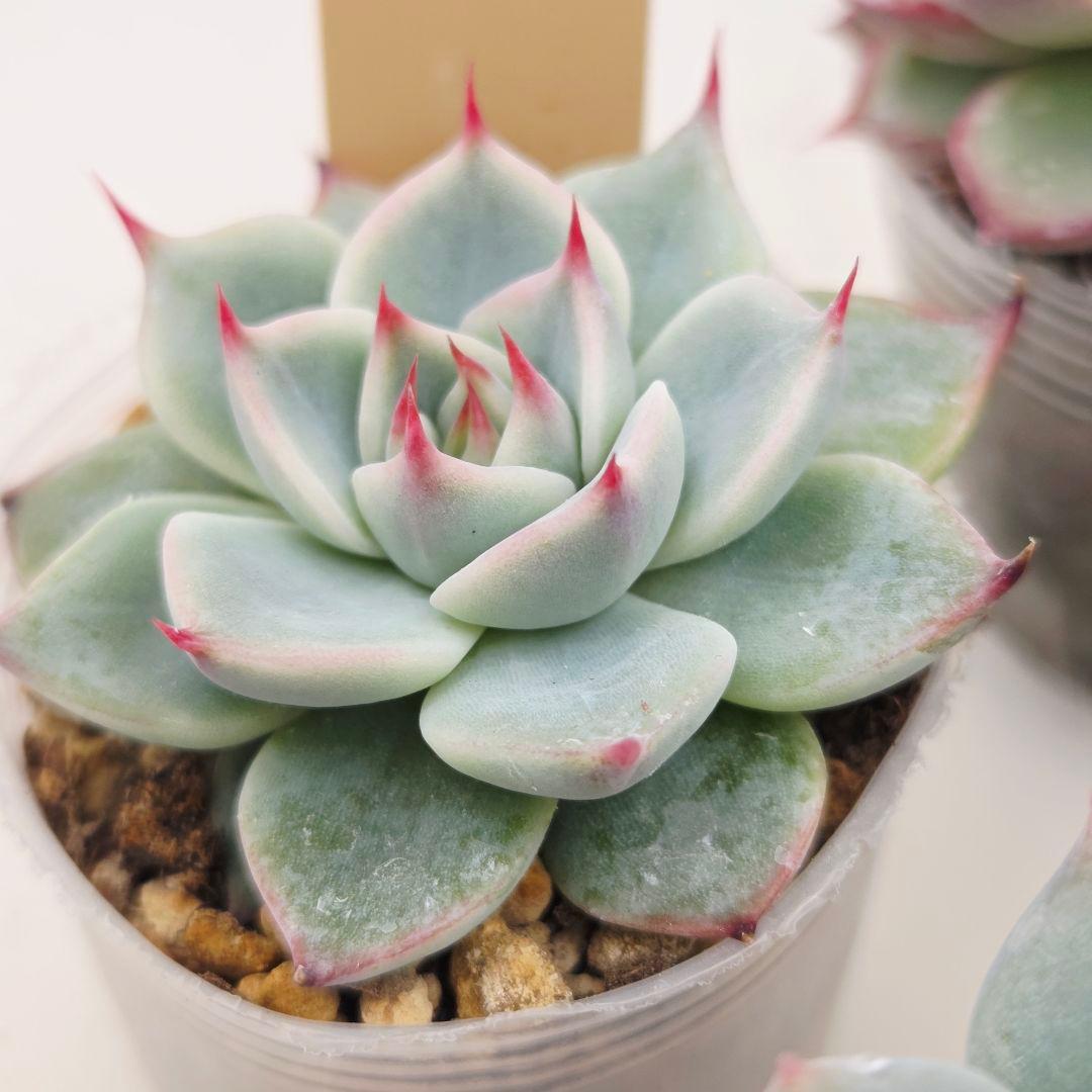 ㊹大きめ ももホイップ❣️ミニマカロン交❣️ルーフ交配❣️発根済6苗メルカリ便込