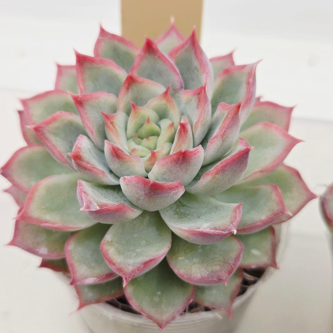 ㊹大きめ ももホイップ❣️ミニマカロン交❣️ルーフ交配❣️発根済6苗メルカリ便込