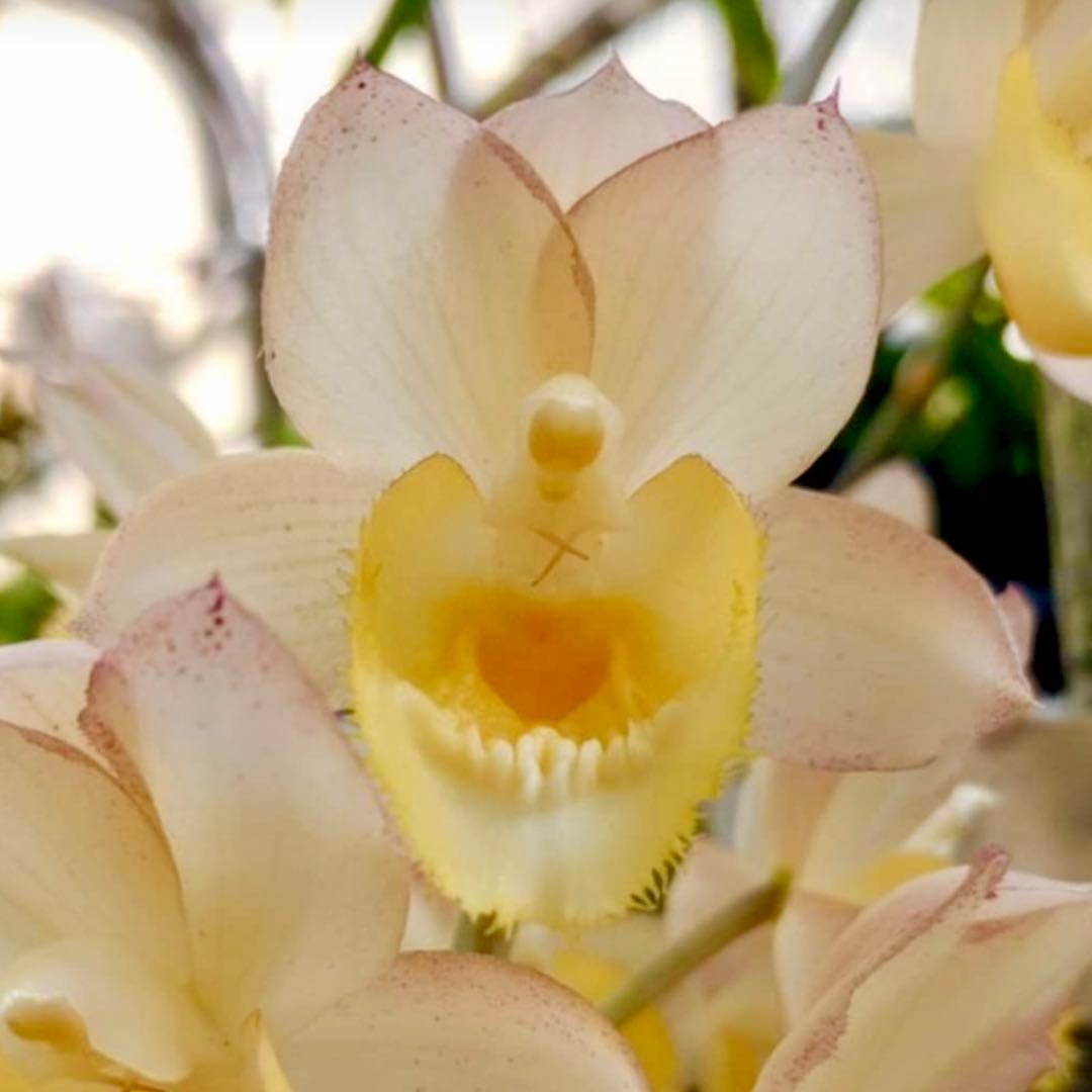 SVO 実生 ピンク系 タケノコ蘭 カタセタム Clowesetum