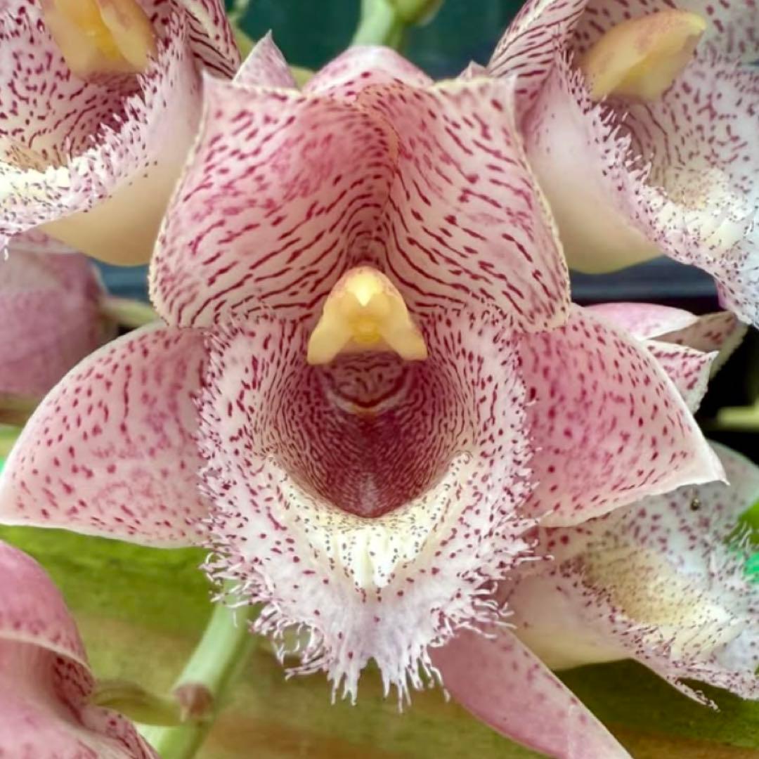 SVO 実生 ピンク系 タケノコ蘭 カタセタム Clowesetum