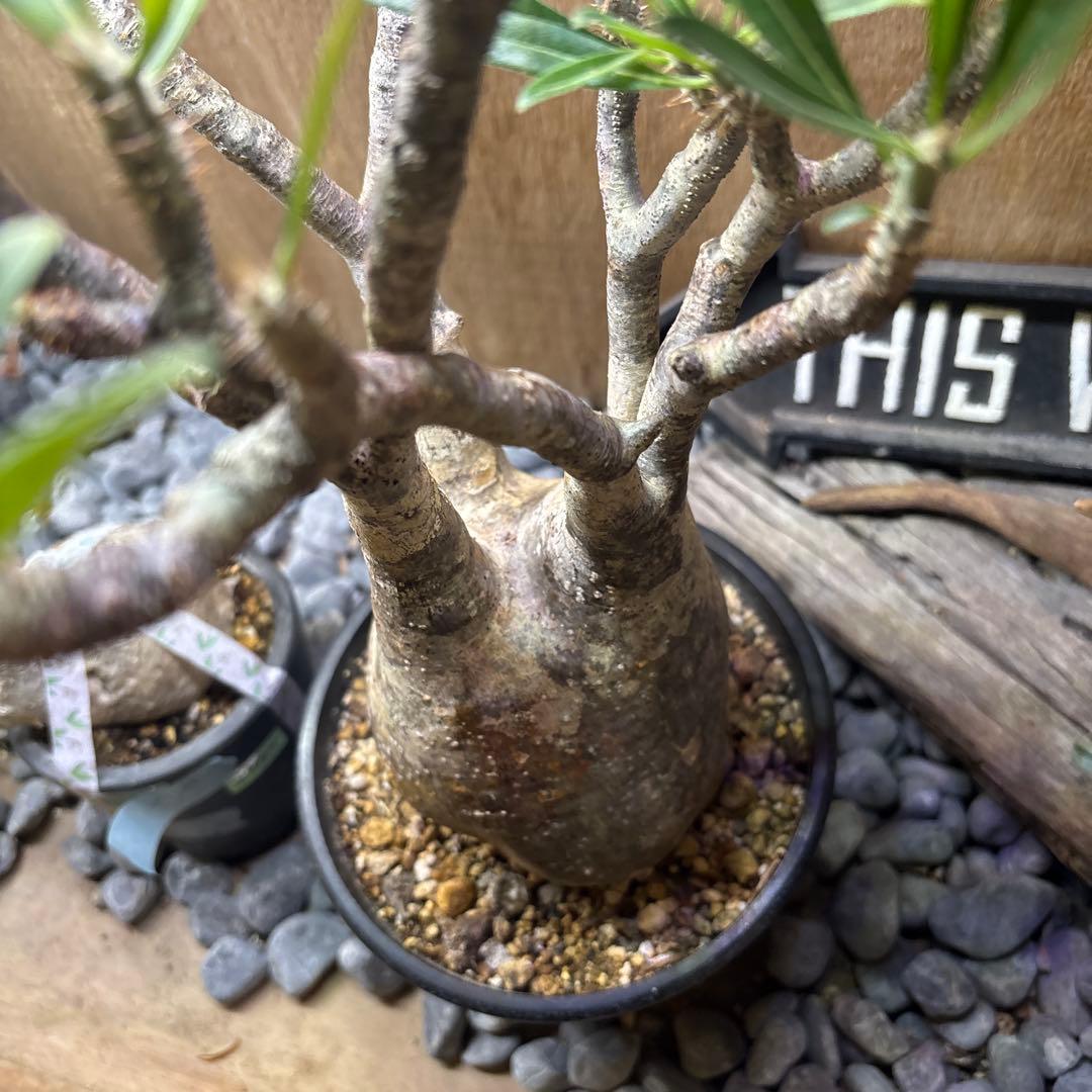 塊根植物　パキポディウ　グラキリス　良株