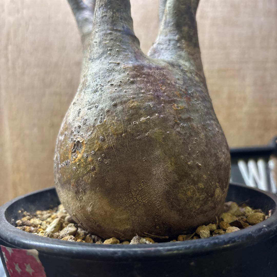 塊根植物　パキポディウ　グラキリス　良株