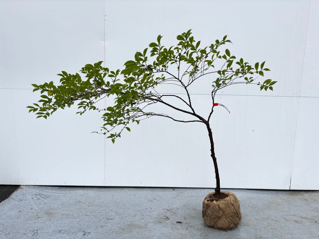 自然な樹形が美しい 山採りの ヒサカキ 678 樹高1.1m位 ヒメサカキ 姫榊