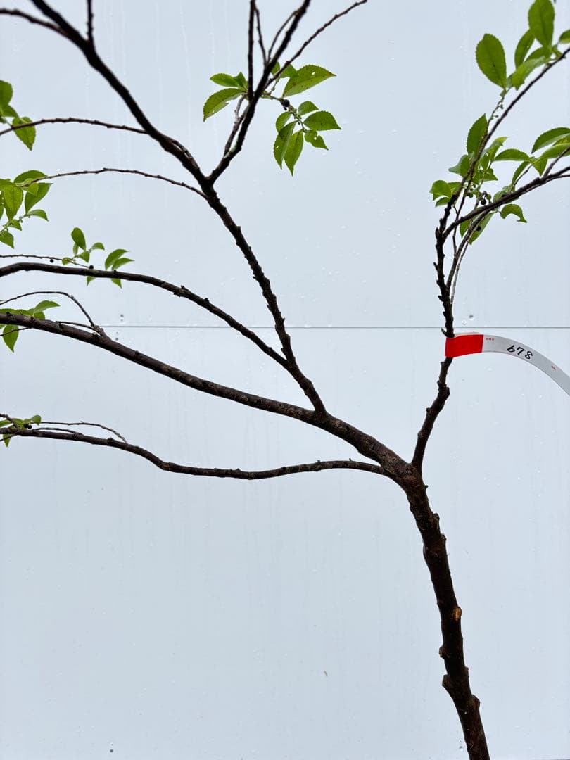 自然な樹形が美しい 山採りの ヒサカキ 678 樹高1.1m位 ヒメサカキ 姫榊