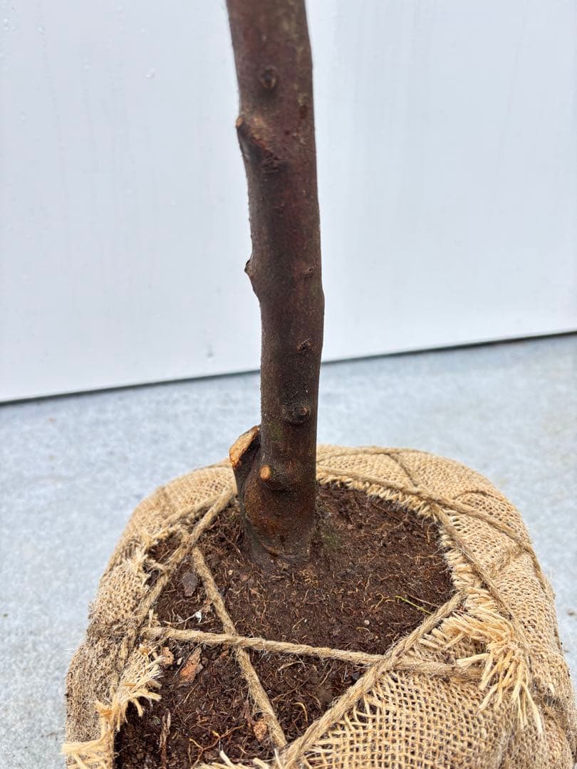 自然な樹形が美しい 山採りの ヒサカキ 678 樹高1.1m位 ヒメサカキ 姫榊