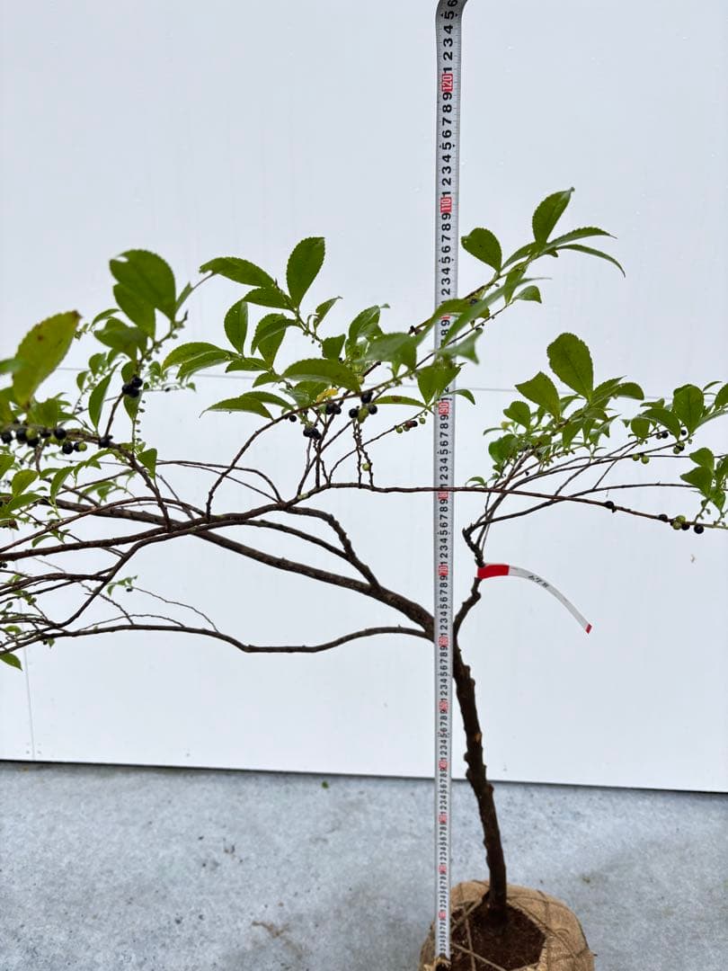 自然な樹形が美しい 山採りの ヒサカキ 678 樹高1.1m位 ヒメサカキ 姫榊