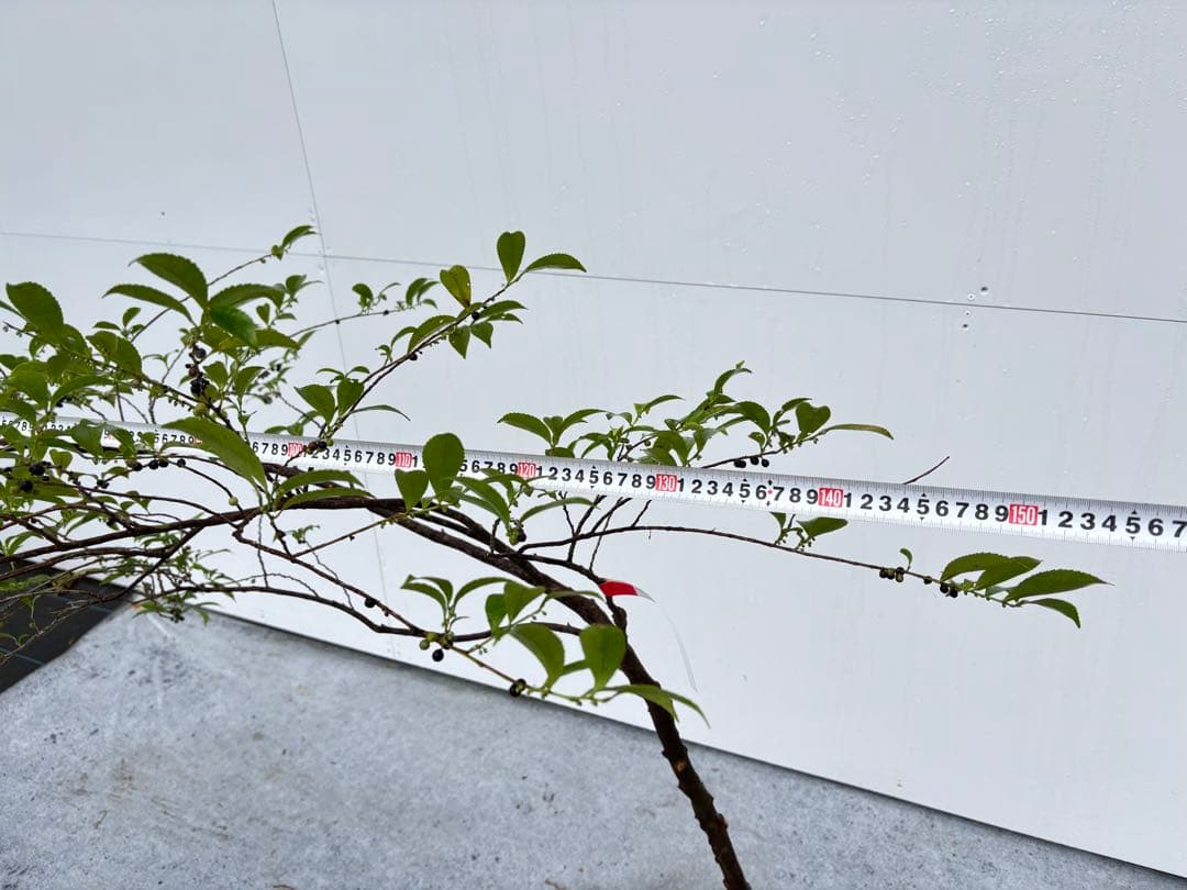 自然な樹形が美しい 山採りの ヒサカキ 678 樹高1.1m位 ヒメサカキ 姫榊