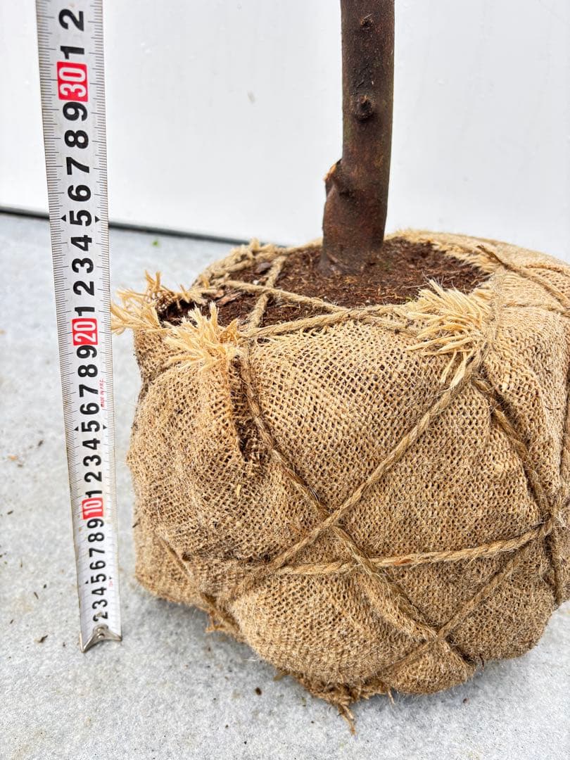 自然な樹形が美しい 山採りの ヒサカキ 678 樹高1.1m位 ヒメサカキ 姫榊