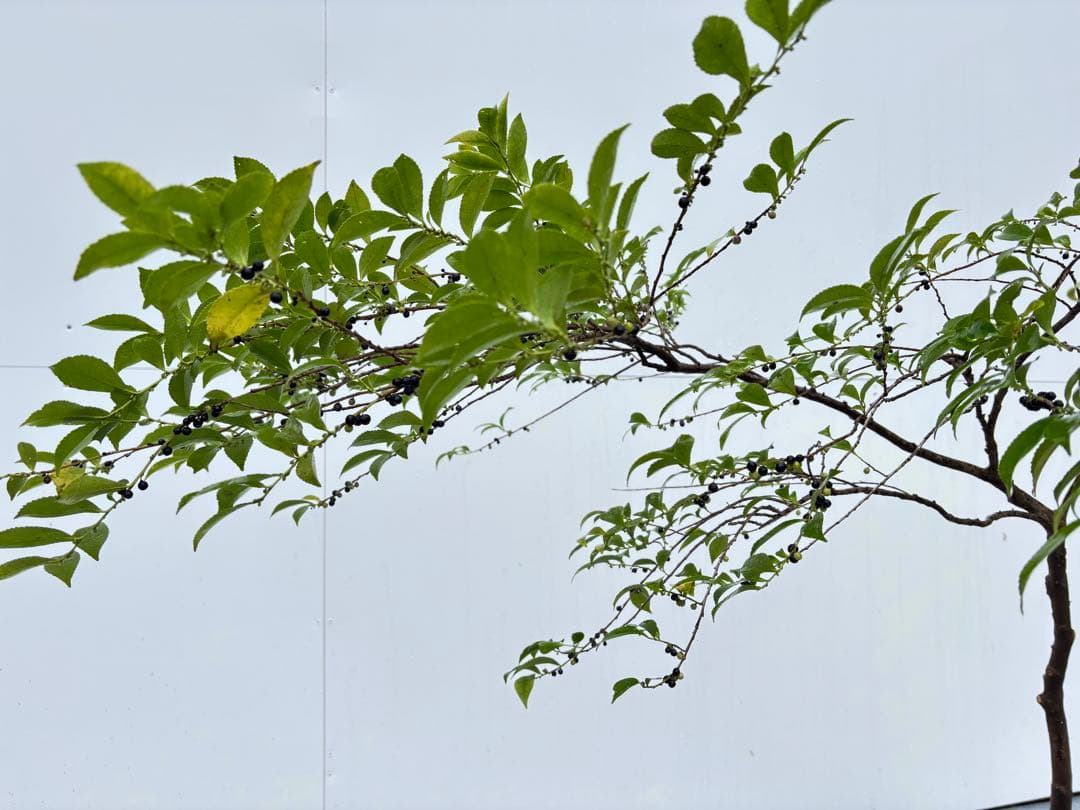 自然な樹形が美しい 山採りの ヒサカキ 678 樹高1.1m位 ヒメサカキ 姫榊