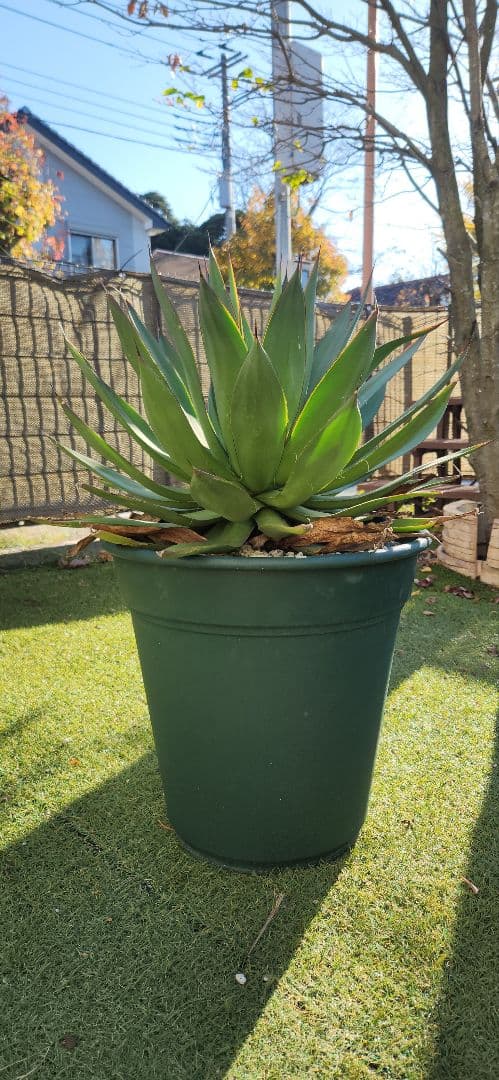 アガベ　ブルーグロー　ビッグサイズ