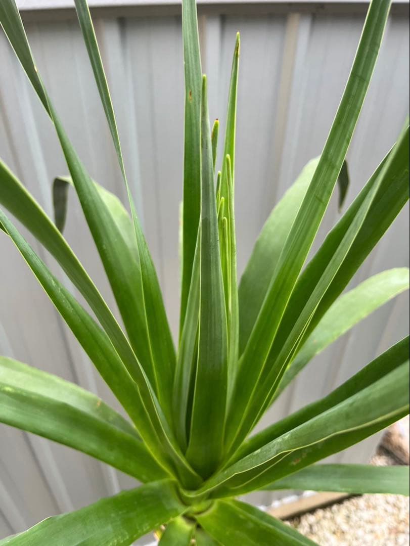 超大型！　ドラセナ ドラコ　Dracaena draco 【直接引き渡し】　ヤシ
