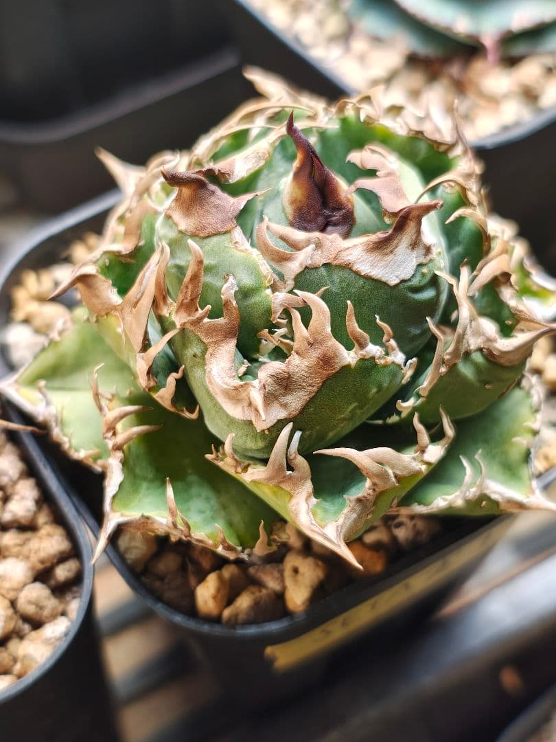 アガベ　実生　クローン