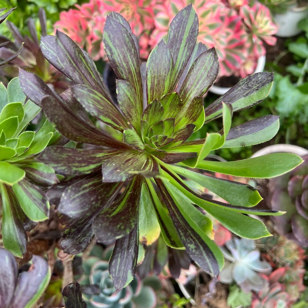 多肉植物。アエオニウムビッグバン抜き苗