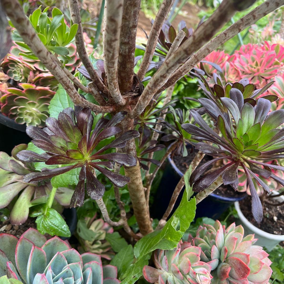 多肉植物。アエオニウムビッグバン抜き苗