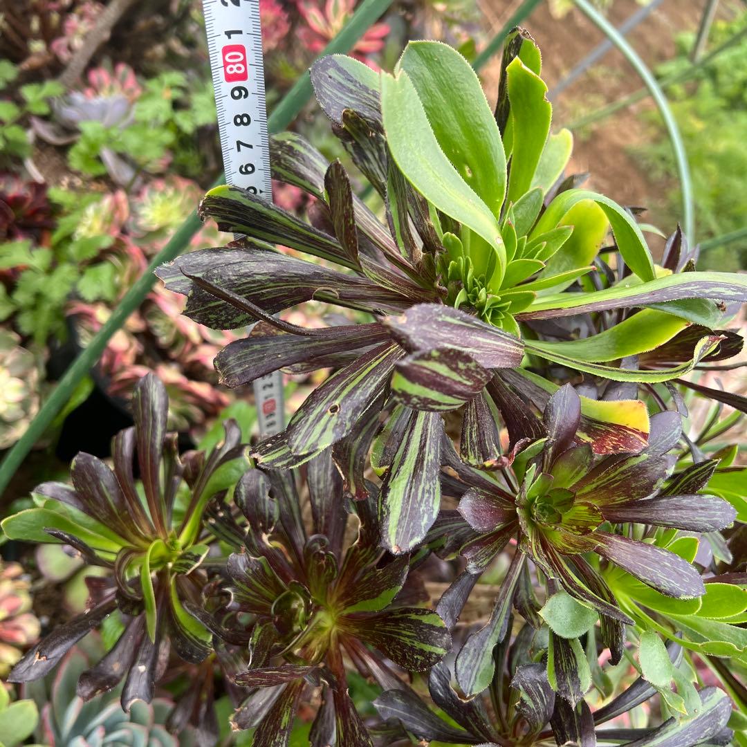 多肉植物。アエオニウムビッグバン抜き苗