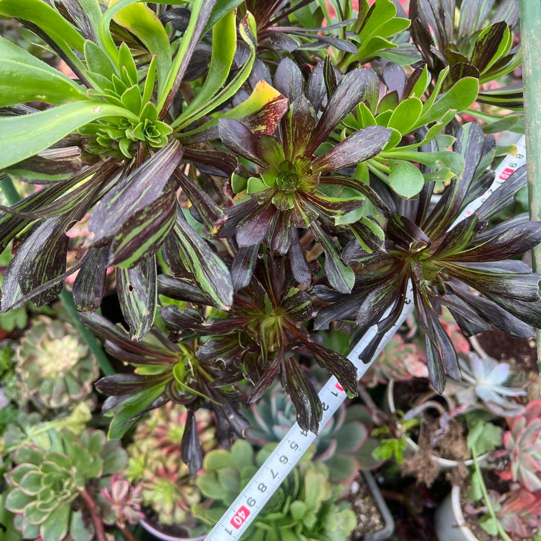 多肉植物。アエオニウムビッグバン抜き苗