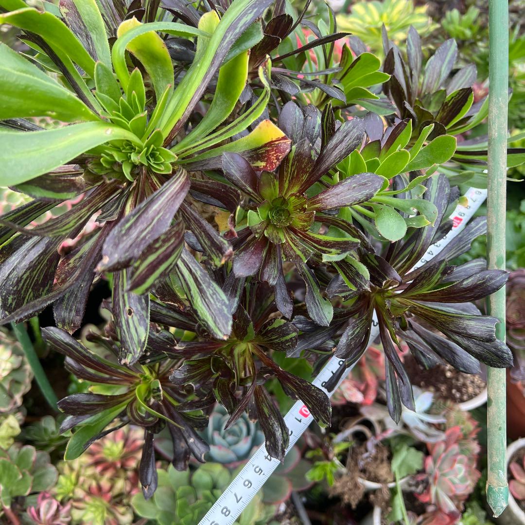 多肉植物。アエオニウムビッグバン抜き苗