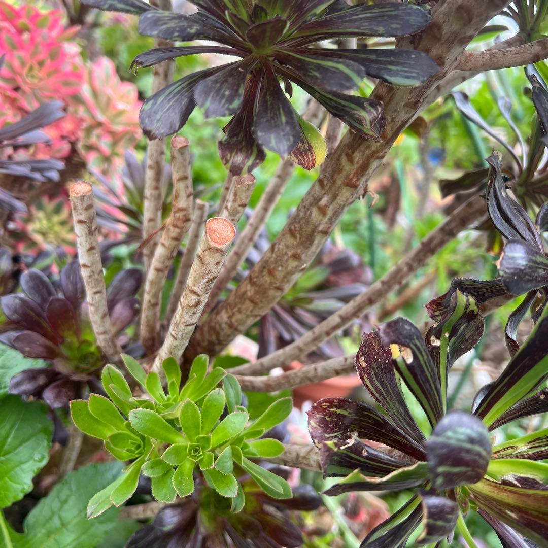 多肉植物。アエオニウムビッグバン抜き苗