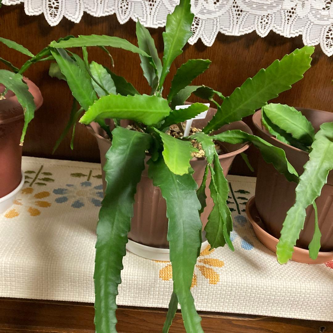 孔雀サボテン港まつり