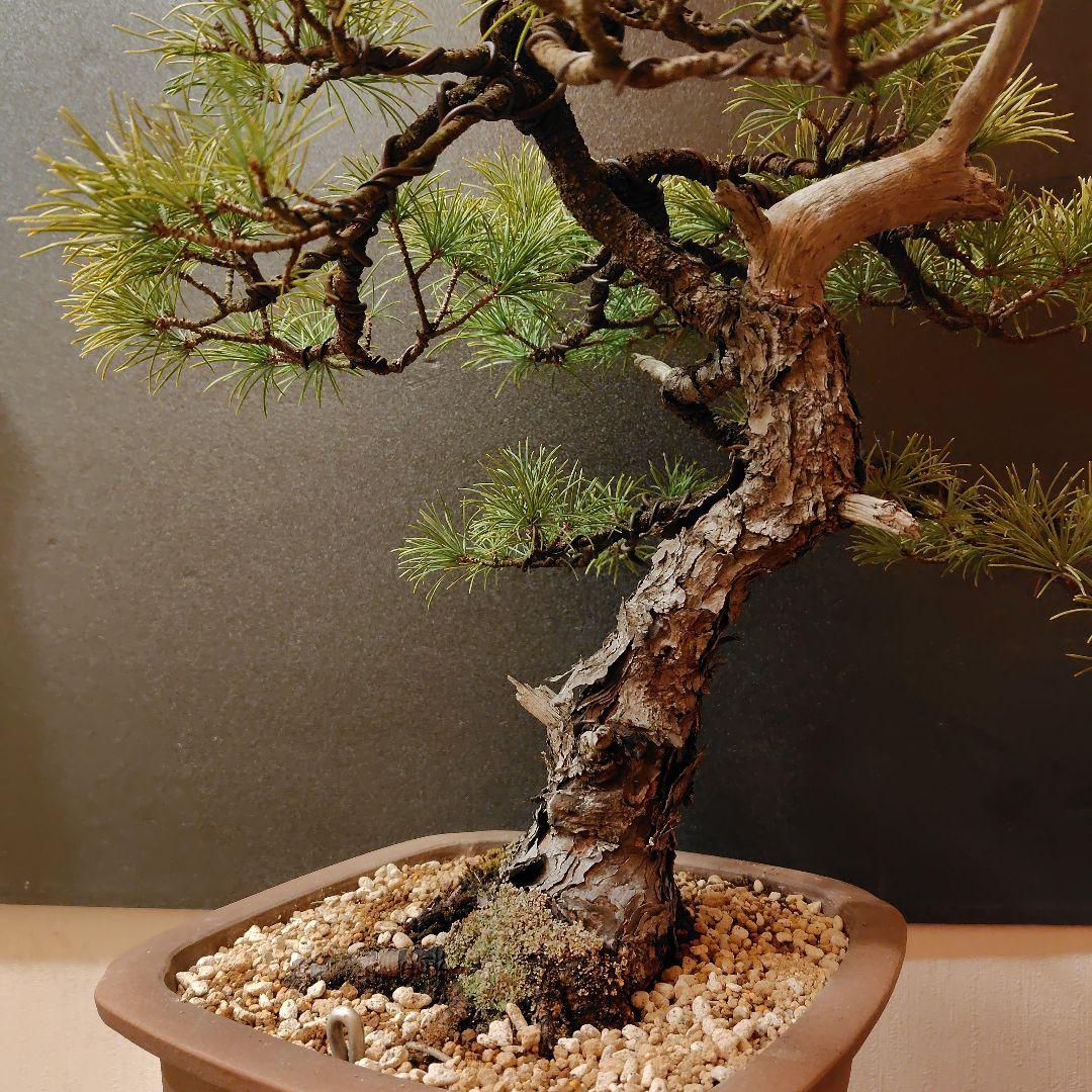 四国五葉松盆栽！