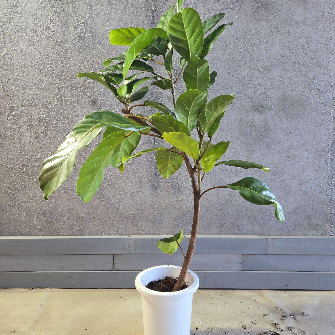 ③　フィカス　アフリカンプリンセス　曲がり仕立て８号最高等級極上品‼️　希少品種