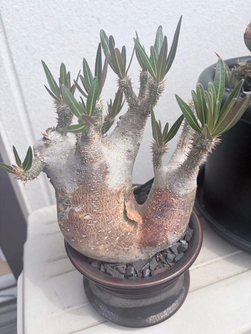 パキポディウム イノピナツム 2頭