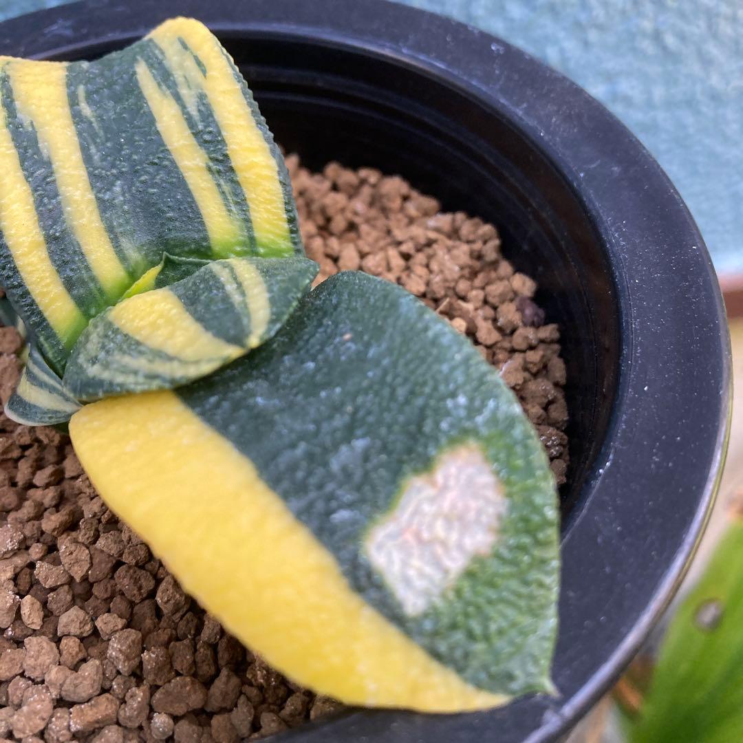 ガステリア 臥牛錦　斑入り良