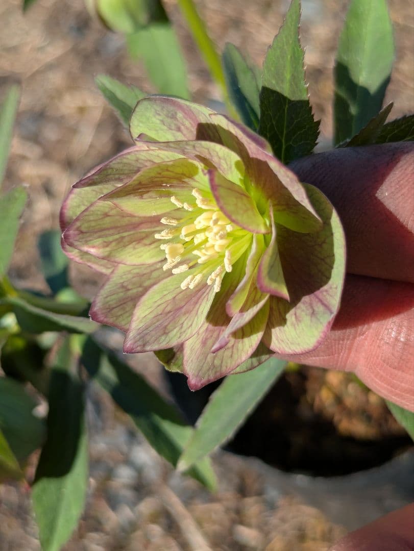 クリスマスローズ 高橋育苗 リトルビースト ファントム dd ワイルドベイン