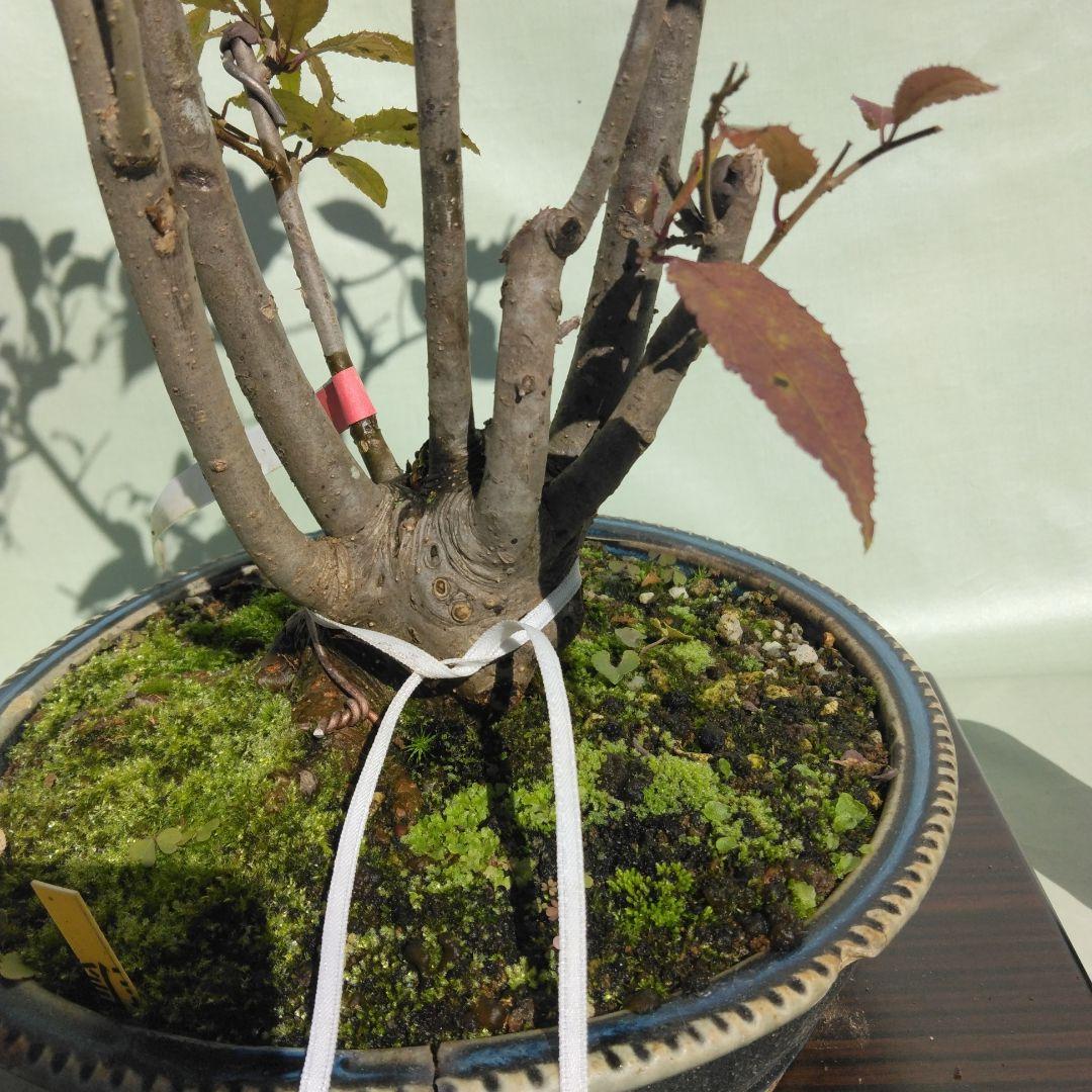ウメモドキ盆栽です。7幹仕立て
