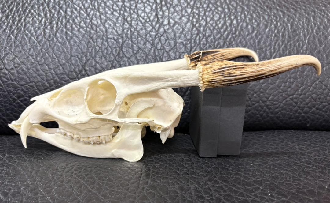 良品！ キョン（ヨツメジカ）Muntjac 頭骨　A