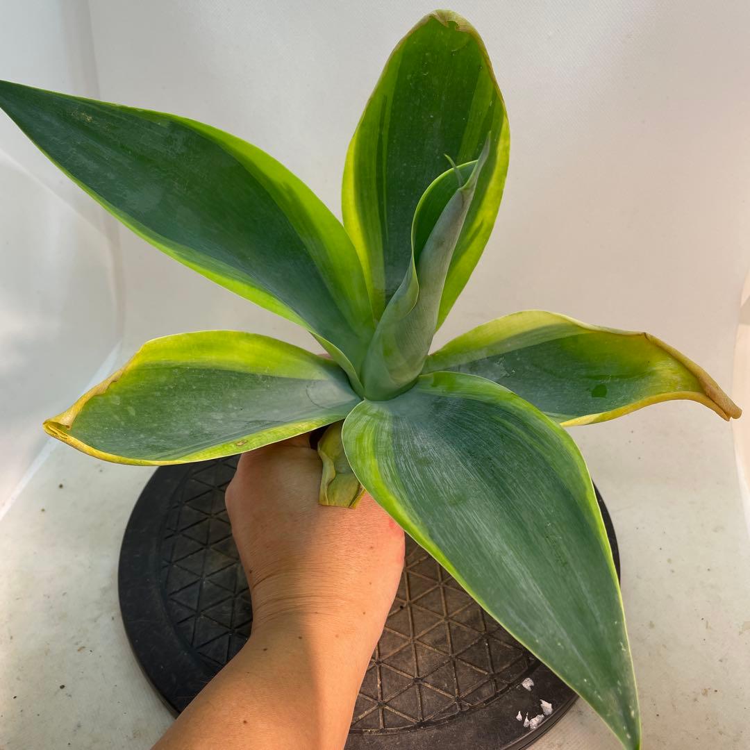 アガベ　アテナータ　‘Huntington Blue Lightning’