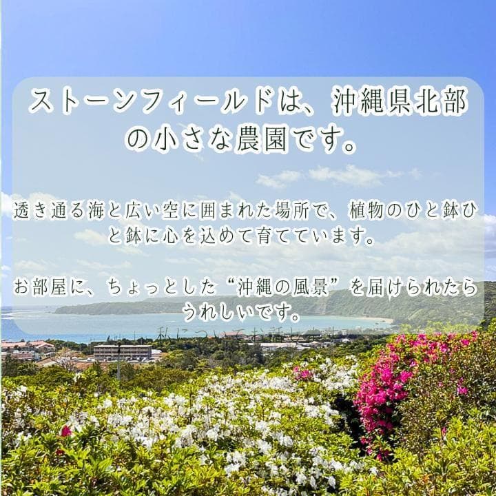 パキラ ミルキーウェイ 四箇所接木仕立て｜約65cm｜5号鉢｜無機質用土