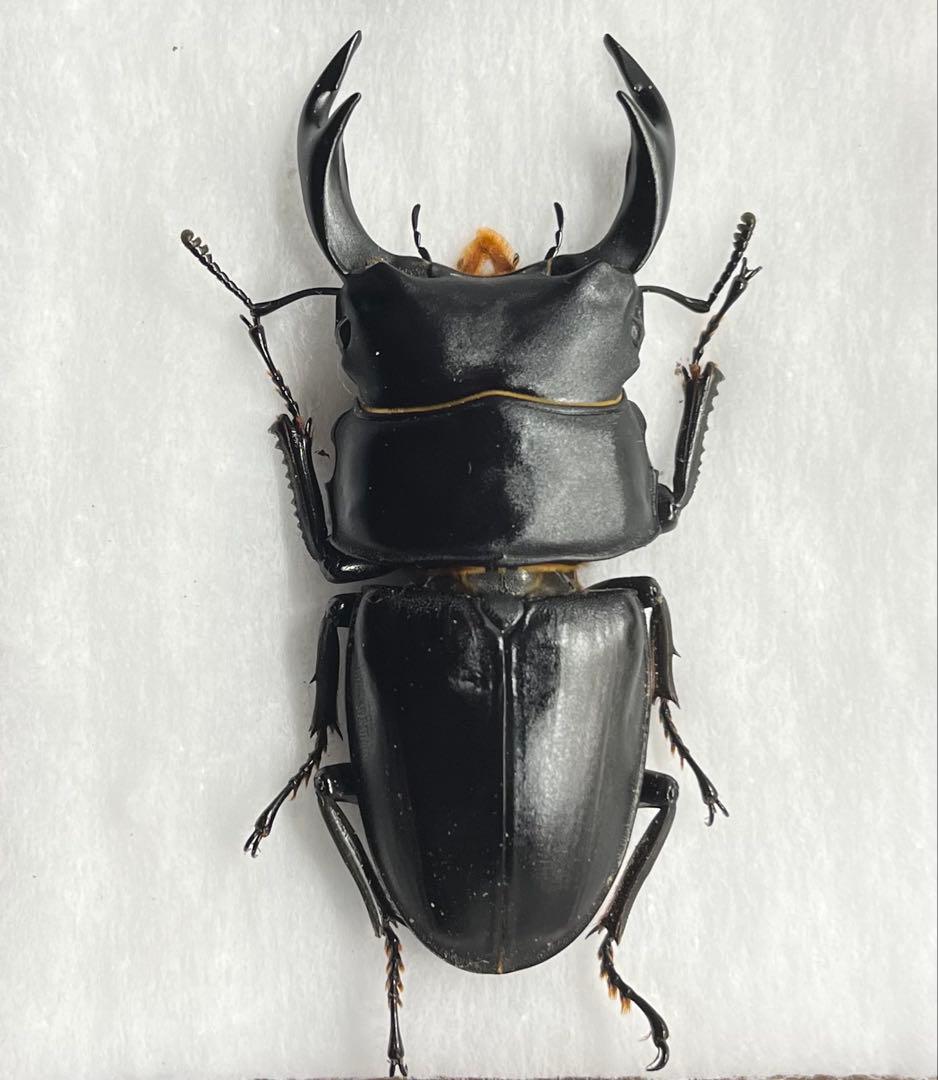 座標あり 68ミリ 野外品 オオクワガタ 三重県