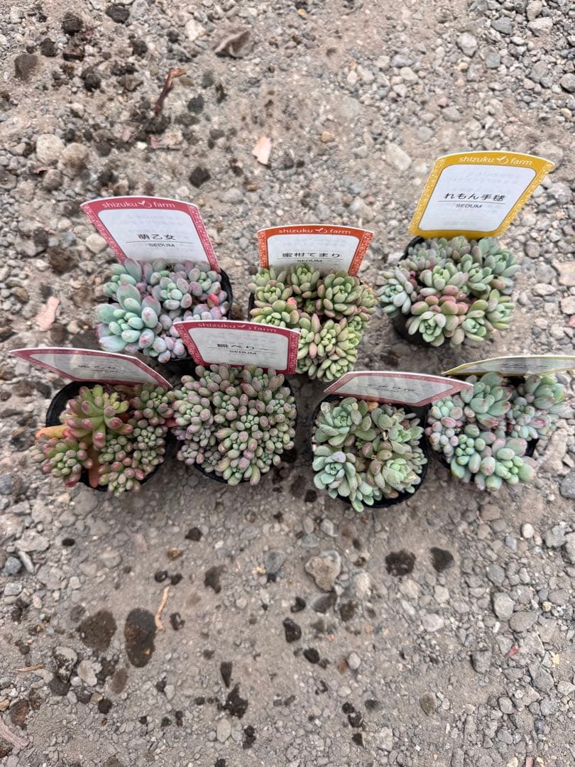 多肉植物 つぶつぶ多肉セット