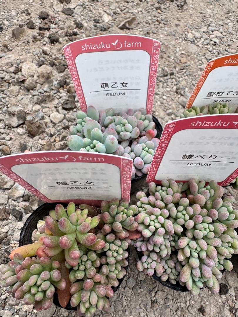 多肉植物 つぶつぶ多肉セット