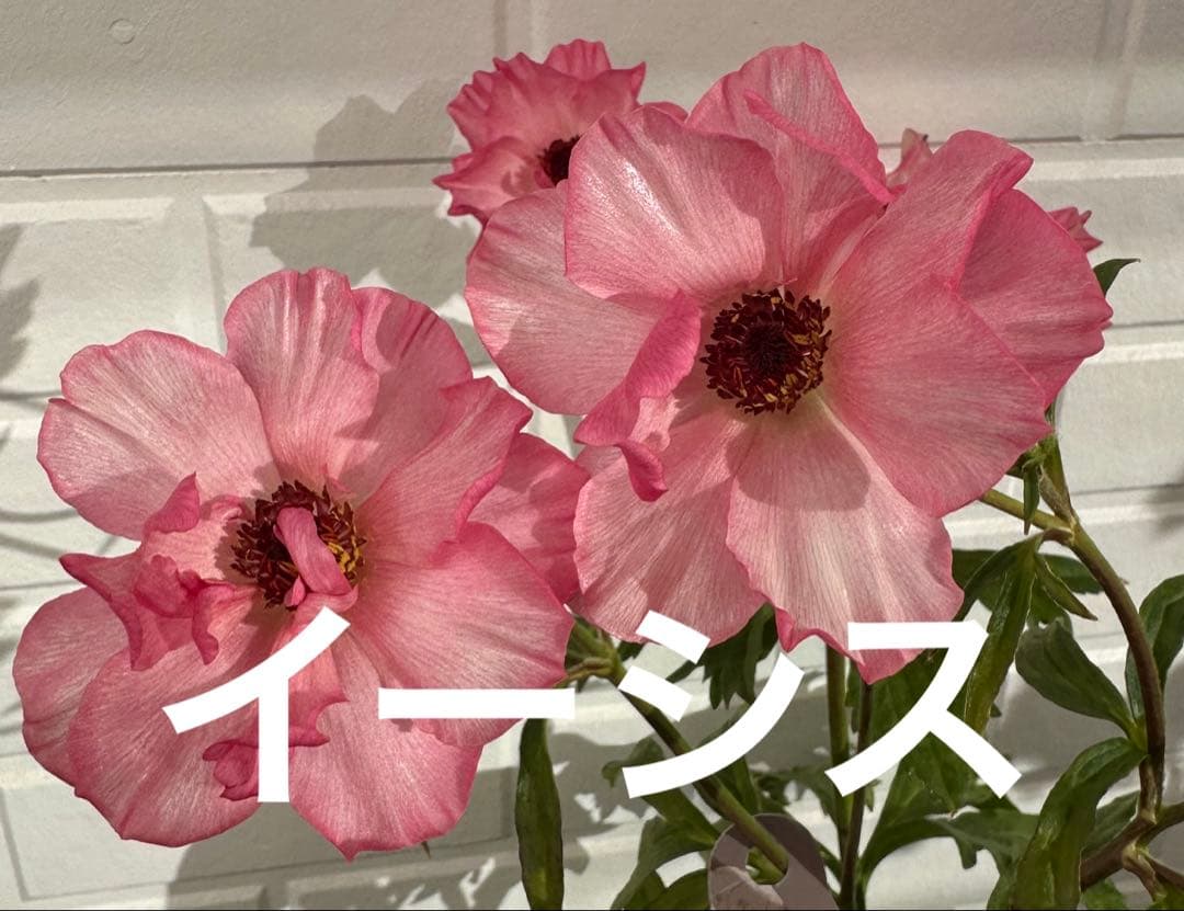 ラナンキュラスラックス　イーシス　希少苗　分球なし　4芽 タグ付き