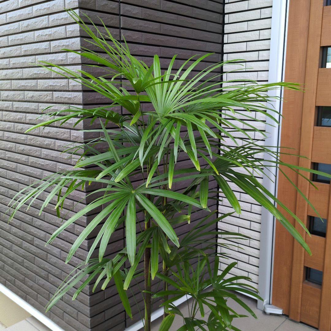 大型！観葉植物　棕櫚竹　シュロチク　開運招福　８号鉢