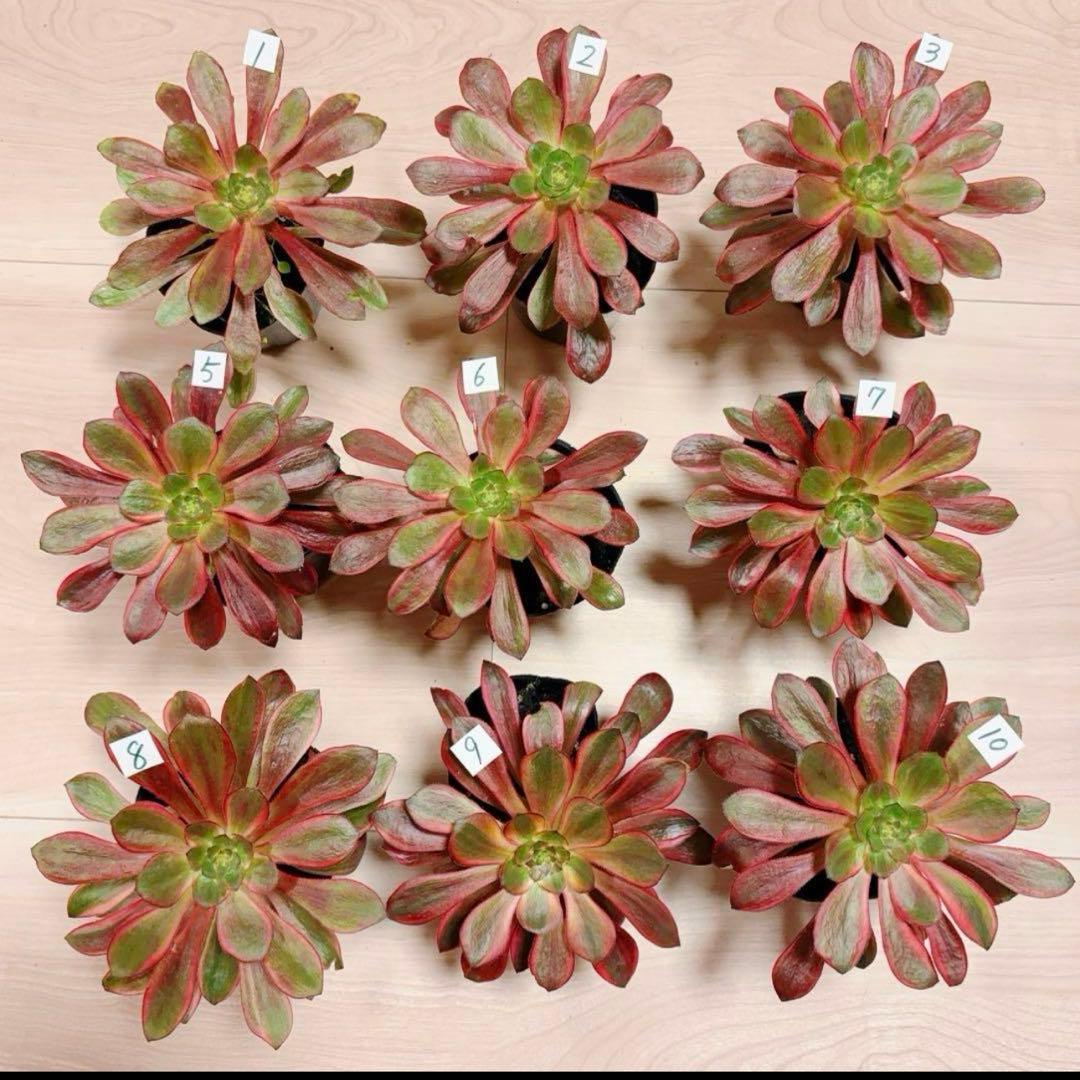 多肉植物アエオニウム錦❤️ ブードゥー糸引き錦 ❤️1大頭14-16cm拔き苗