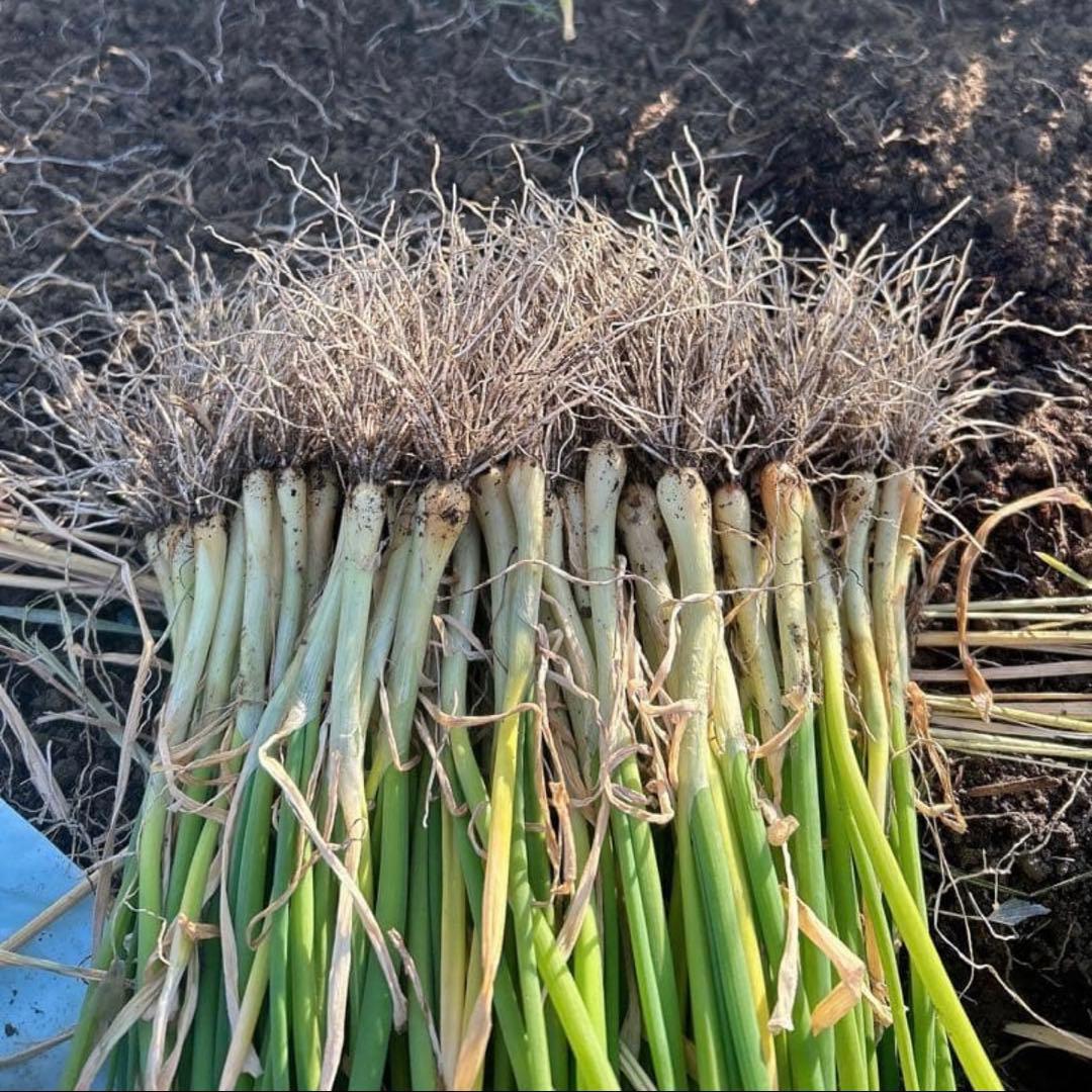（終売間近）タマネギ苗 1000本　ターザン