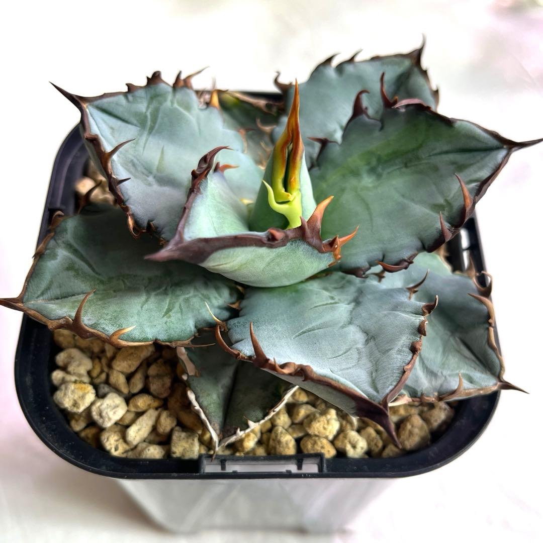 アガベ　チタノタブルー　実生　選抜