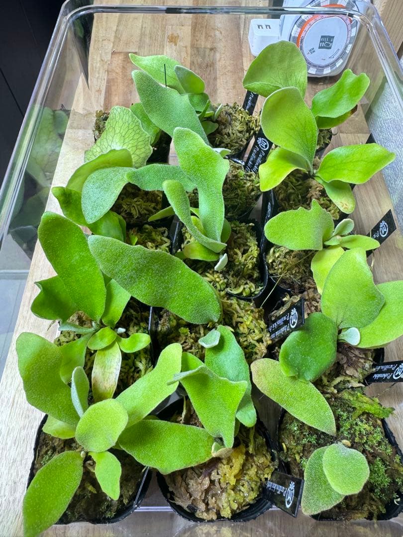 ビカクシダ　15種　⑤