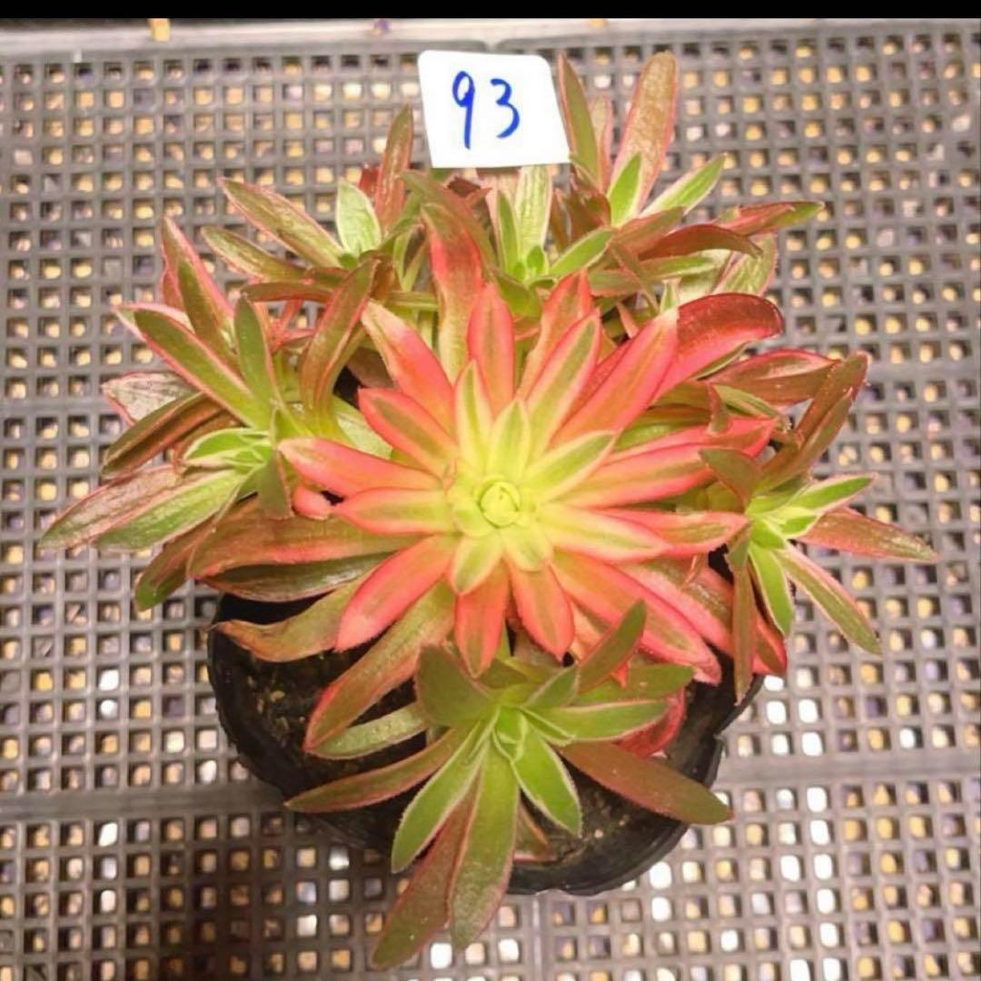 93 #多肉植物アエオニウム錦❤️朱雀❤️フェニックフレイム錦❤️9頭12cm拔き苗