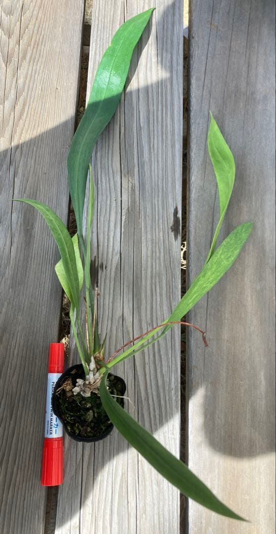 原種系アンスリウム　ビッタリフォリウム　斑入り　実生　レア植物　匿名配送