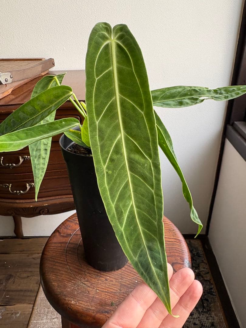 アンスリウム ワロクアナム 3号 ロングポット ②