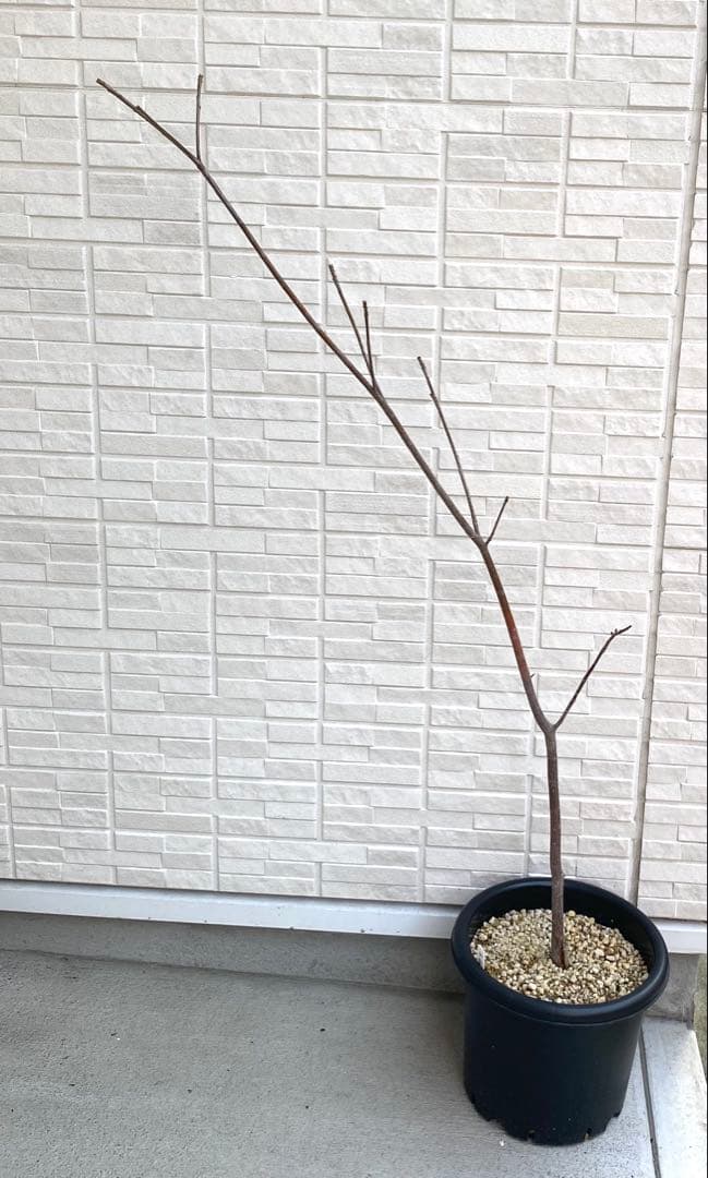 【希少】 バオバブの木 アダンソニア ディギタータ 樹齢10年以上 特大苗